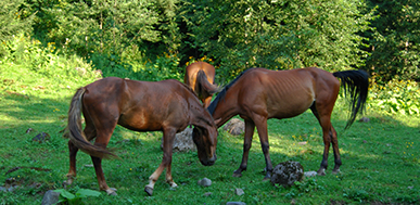 brown-horses_387x189px